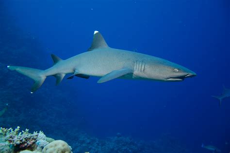 Discover the Marvels of Great Barrier Reef Sharks: Diversity, Importance, and Conservation ...