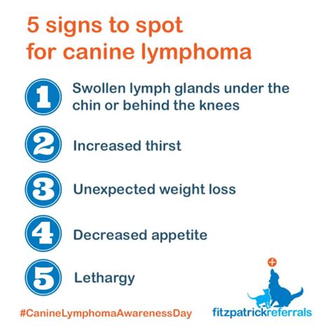 Canine Lymphoma Symptoms Dogs