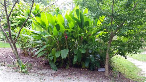 gardens@duke: Species Spotlight: Pink Banana