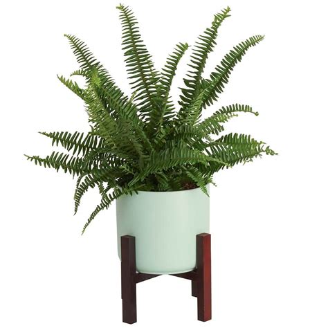 Costa Farms Grower's Choice Fern Indoor Plant in 6 in. Mid Century ...