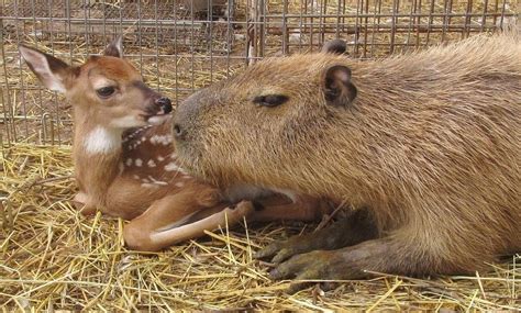 Capybara Is Introduced To Other Animals At Sanctuary, They Instantly Fall In Love With Her...