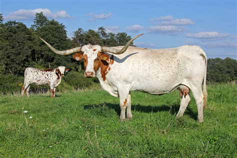 Texas Longhorn Cattle Wallpapers - Wallpaper Cave