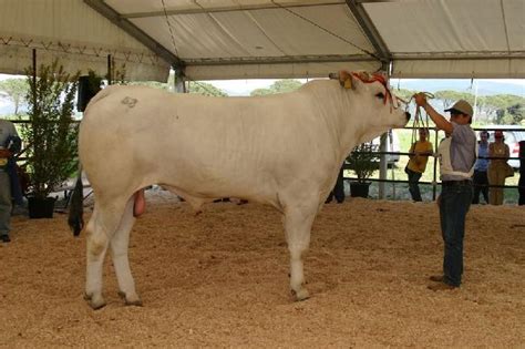 Chianina Cattle Info, Size, Lifespan, Uses, and Pictures