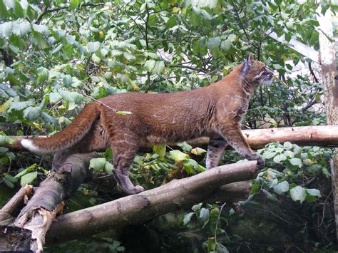 AmicoMario: SCOPERTO IN TANZANIA UN RARISSIMO FELINO: È IL GATTO DORATO. LE PRIME FOTO.