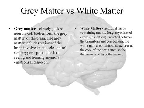 Image result for white matter function in brain | White matter ...