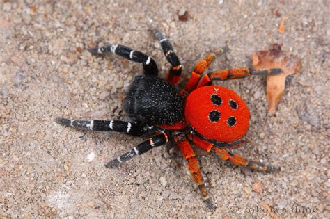 Pin by TøÑy Ğ on SPIDERS :) in 2020 | Spider species, Spider, Bugs and insects