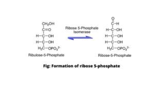 What is Ribose 5-phosphate its structure and formation - Science Query