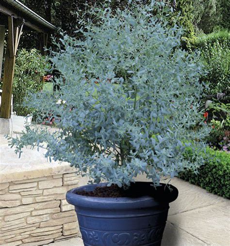 EUCALYPTUS GUNNII FRANCE BLEU® Rengun, plante en ligne