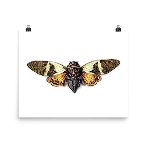 Cicada Art Print Insect Poster - Etsy