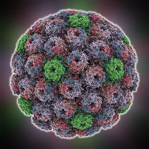 SV40 virus capsid, molecular model Photograph by Science Photo Library ...