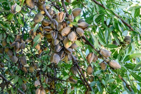 Best Almond Tree Almond Orchard Harvesting Stock Photos, Pictures & Royalty-Free Images - iStock