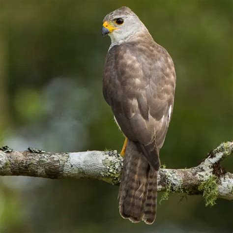 Grey goshawk - Facts, Diet, Habitat & Pictures on Animalia.bio