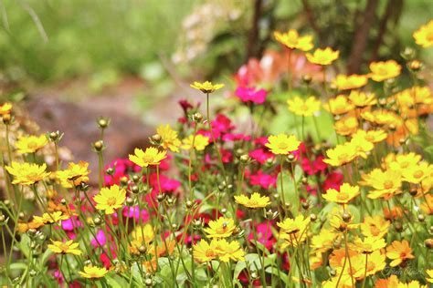 Coreopsis Garden Photograph by Trina Ansel - Pixels