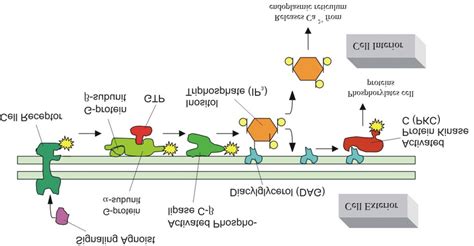 Activation of Protein Kinase C (PKC) via G-proteins The activation of ...