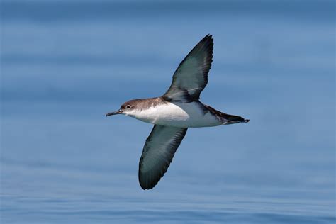 Manx shearwater - HubPages