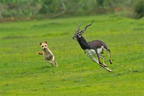 Blackbuck - Alchetron, The Free Social Encyclopedia