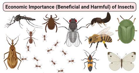 Economic Importance (Beneficial and Harmful) of Insects