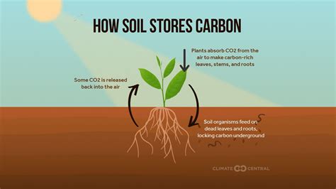 Homegrown soil carbon – soil carbon basics | Apple and Pear Australia Limited (APAL)