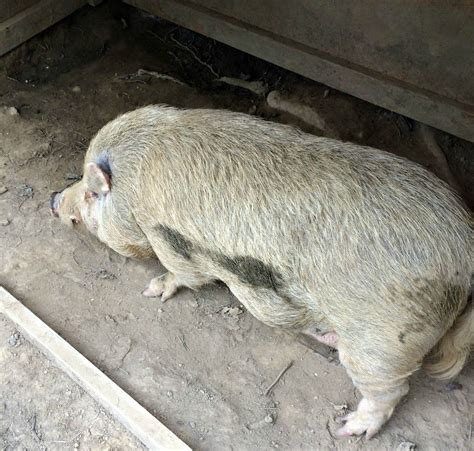 Potbelly Pig with Pneumonia. Poor George! – Farm Fresh For Life – Real ...