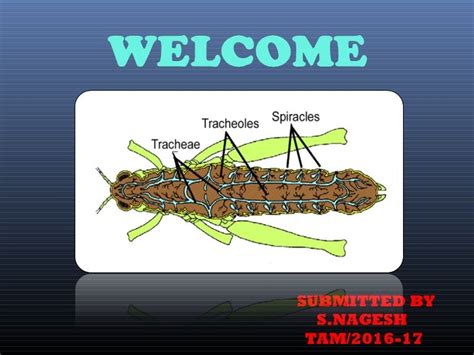 structure and function of insect respiratory system