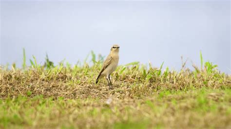 Northern Wheatear, Stock Footage | VideoHive