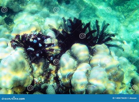 Philippines Palawan Coron Island Snorkeling Underwater Stock Photo - Image of depth, fishes ...