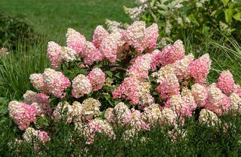 How to Grow and Care for Strawberry Sundae Hydrangea