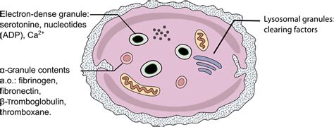 Frontiers | Platelets and Cardiac Arrhythmia | Physiology