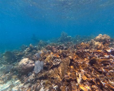 Negril Snorkeling - Snorkel and Hike