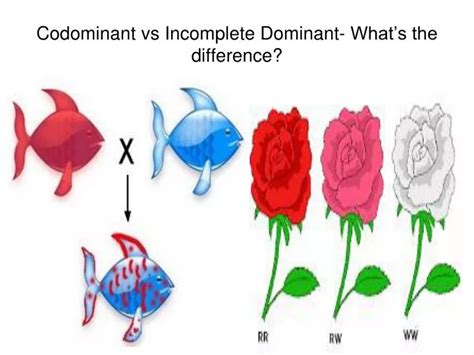 PPT - Codominant vs Incomplete Dominant- What’s the difference ...