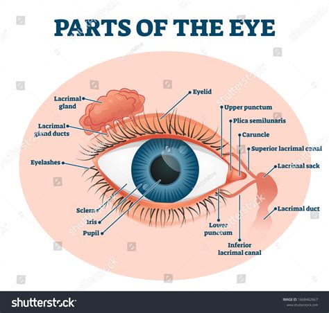 1,659 Eyelids anatomy 图片、库存照片和矢量图 | Shutterstock