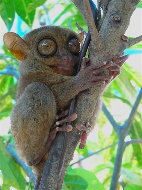 Animalandia: Philippine Tarsier