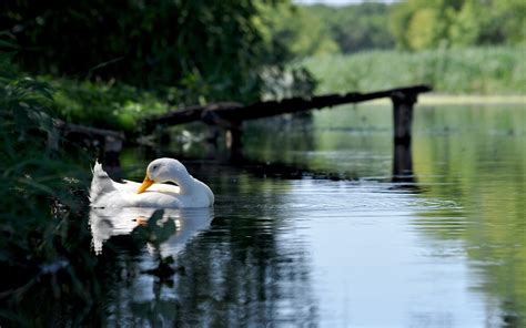 animals, Birds, Duck, Geese, Feathers, Eyes, Swim, Float, Lakes, Nature ...