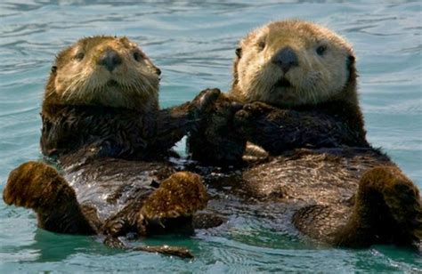 FACT: Sea otters can live up to 25 years of age, although the average ...