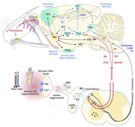 Nociception and olfaction in PD. Sensory processing of nociception ...