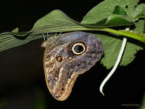 Insects of Central America | Focusing on Wildlife