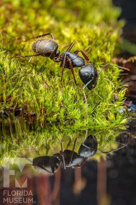 Ant walking on moss looking at reflection in water Ant Species, Human ...