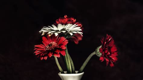 Red White Gerbera Petals Flowers Vase Dark Black Background 4K HD ...