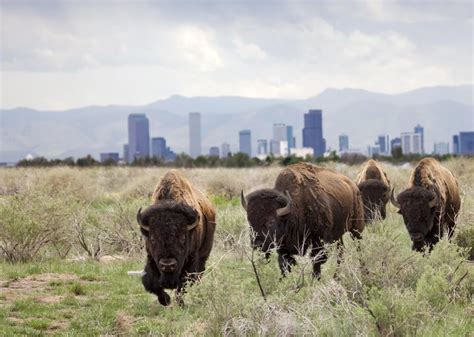 Wildlife In Colorado - Wildlife Aestetic 2021