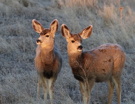 Mule Deer Fawns On A Frosty Morning | Ray F. | Flickr