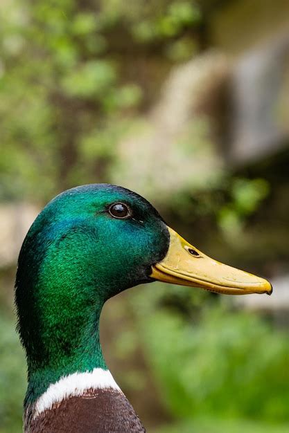 Premium Photo | A green and black duck has a yellow bill.