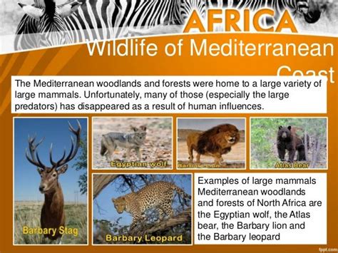 Wildlife and Transportation of Africa