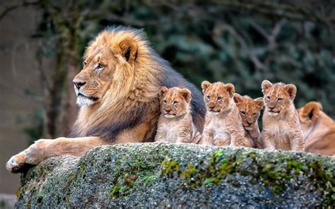 Lion Family Wallpapers - Top Free Lion Family Backgrounds - WallpaperAccess