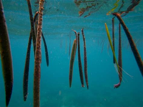 mangrove | Definition, Types, Importance, Uses, & Facts | Britannica