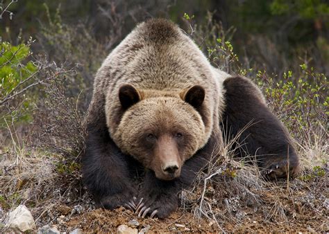 Grizzly Bear Wallpapers Images Photos Pictures Backgrounds