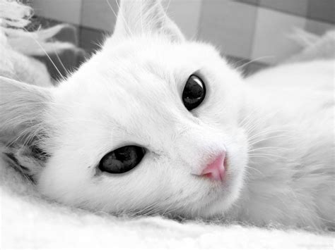 White Cat Wallpaper (73+ pictures) - WallpaperSet