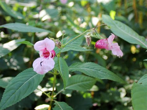 Himalayan Balsam – Profile and Resources | Invasive Species Centre