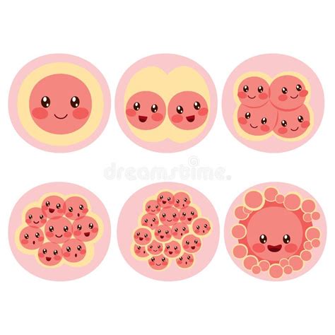 Fertilized Egg Cell Division Stock Vector - Illustration of membrane ...