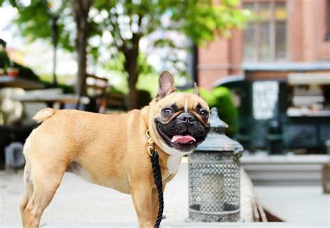 The 5 Best Pet Friendly Hotels in NYC