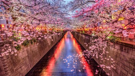 Tokyo Cherry Blossom Festival 2024 - Brinna Terese